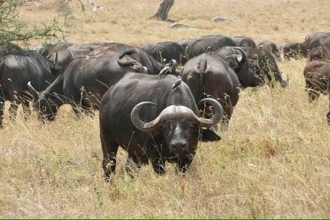 Mabalingwe Uzuri Lodge Bela-Bela Eksteriør bilde