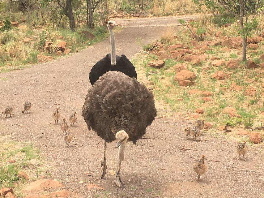 Mabalingwe Uzuri Lodge Bela-Bela Eksteriør bilde